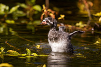 Pie-Billed Grebe Baby