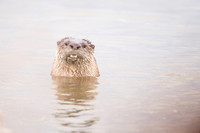 River Otter
