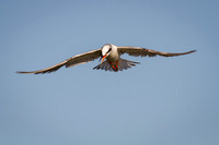Forster's Tern