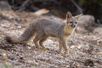Gray Fox