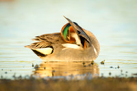 Green-Winged Teal at sunset