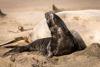 Elephant Seal pup with mom