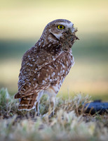 Burrowing Owl brings nesting materials to mate