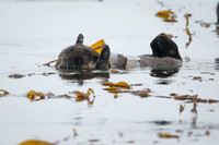 Southern Sea Otter baby