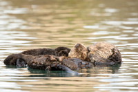 Southern Sea Otter with baby