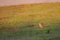 Bobcat