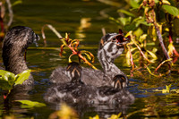 Pie-Billed Grebe Mom feeding Babies