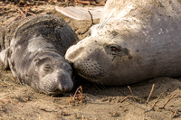 Elephant Seal mother with Calf