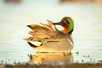 Green-Winged Teal at sunset
