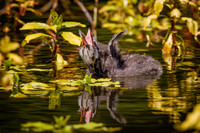 Pie-Billed Grebe Baby having a good stretch
