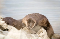 River Otters