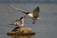 Least Terns