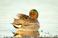 Green-Winged Teal at sunset