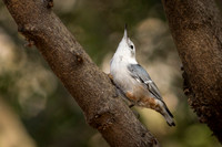 White-Breasted Nuthatch