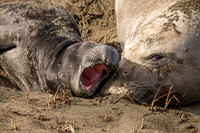 Elephant Seal pup with mom