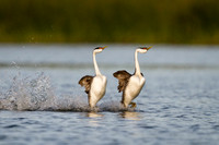 Western Grebe Mating Display