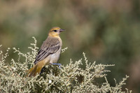 Bullock's Oriole fledgeling