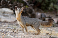 Gray Fox