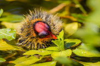 Coot Baby