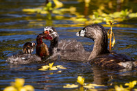 Pie-Billed Grebe Mom feeding Babies