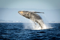 Humpback Whale