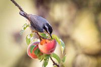 Red-Breasted Nuthatch