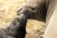 Elephant Seal with Mother