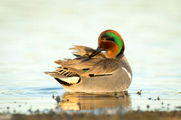 Green-Winged Teal at sunset