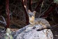 Gray Fox