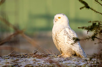 Snowy Owl