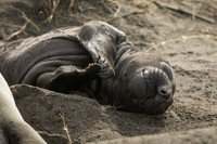 Elephant Seal pup