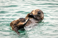 Southern Sea Otter baby