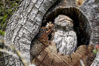 Western Screech Owl