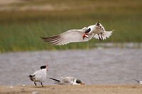 Caspian Tern