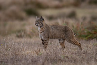 Bobcat