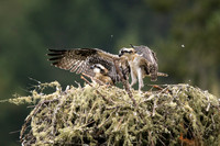 Osprey chicks
