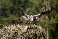 Dad osprey arrives with fish