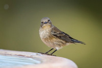 Yellow-Rumped Warbler