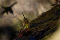Allen's Hummingbird