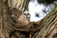 Great Horned Owlet