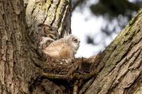 Great Horned Owlet