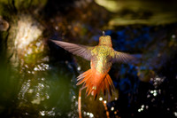 Allen's Hummingbird