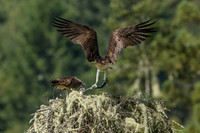 Osprey flies in with fish