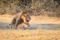 Mating lions
