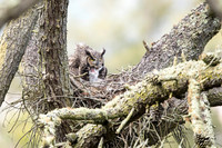 Great Horned Owl mom with owlet