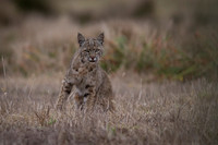 Bobcat