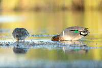 Green-Winged Teals foraging