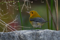 Prothonotary Warbler
