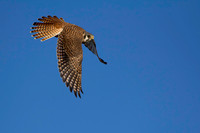 Falcons & Kites
