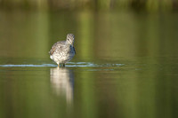 Yellowlegs